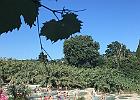 IMG 6945