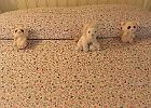 IMG 1022