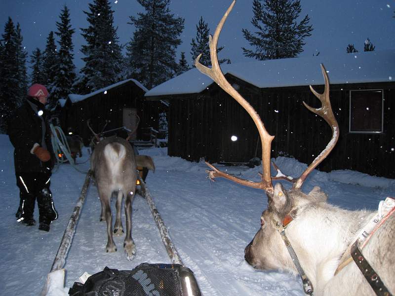 Safari con le renne