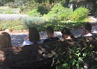 IMG 4462