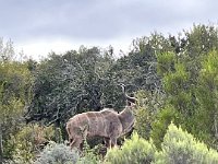 IMG 8750