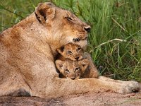 LAL Language Schools Lions