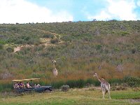 giraffedrives