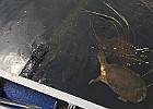 IMG 1518