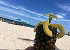 IMG 1373