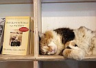 IMG 4129