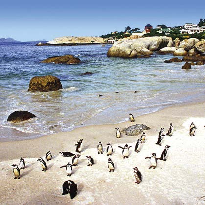 Pinguini